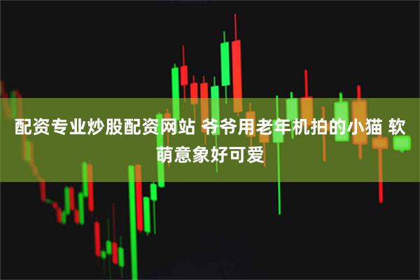 配资专业炒股配资网站 爷爷用老年机拍的小猫 软萌意象好可爱